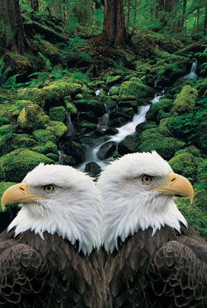  Eagles bij de waterval.